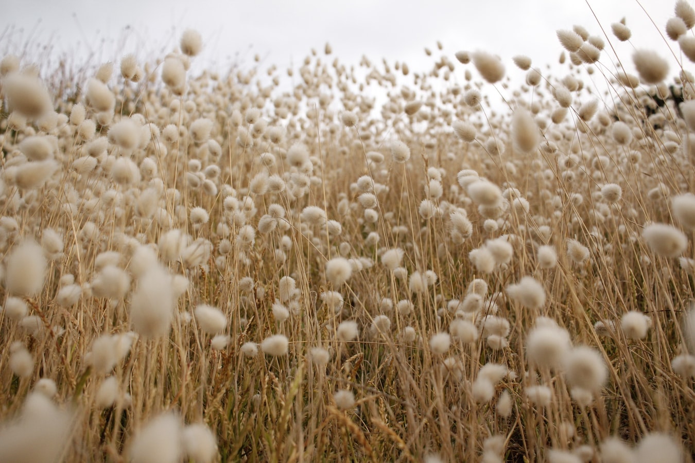 Fuzzy-looking plants in a field.